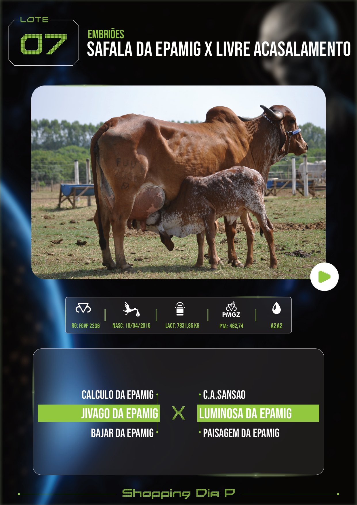 LOTE 07 – SAFALA DA EPAMIG X LIVRE ACASALAMENTO (EMBRIÕES)