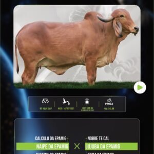 LOTE 08 - CABINE DA EPAMIG x LIVRE ACASALAMENTO (EMBRIÕES)