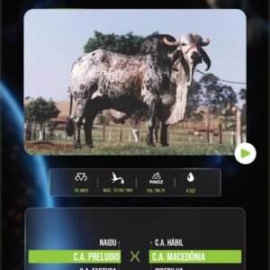 LOTE 13 - C .A. EVEREST (SÊMEN)