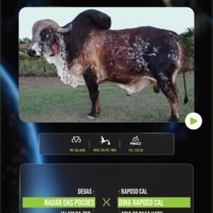 LOTE 17 - DANTE RADAR TE CAL (SÊMEN)