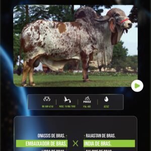 LOTE 33 - SUPRA SUMO DE BRAS. (SÊMEN)