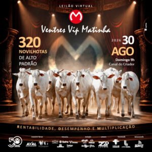 bezerras-matinha