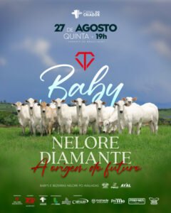 leilao-baby-nelore-diamante-a-origem-do-futuro