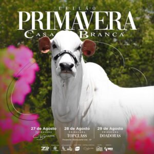 leilao-primavera-casa-branca-doadoras