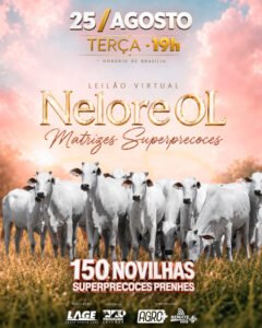 leilao-virtual-nelore-ol-matrizes-superprecoces