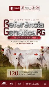 leilao-virtual-rg-matrizes