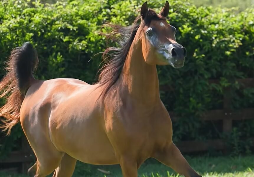 LOTE 10 – Katara LA