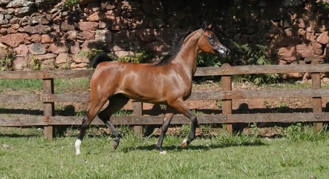 LOTE 01 – MS Magnolia