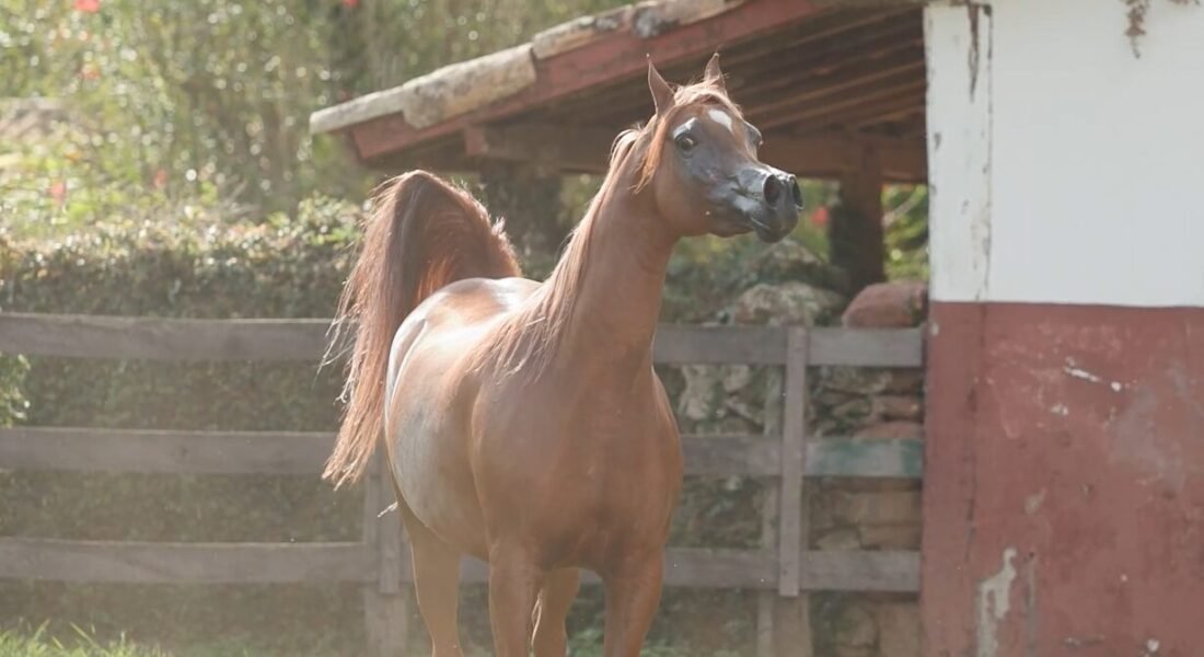 LOTE 04 – Special Dream HVP