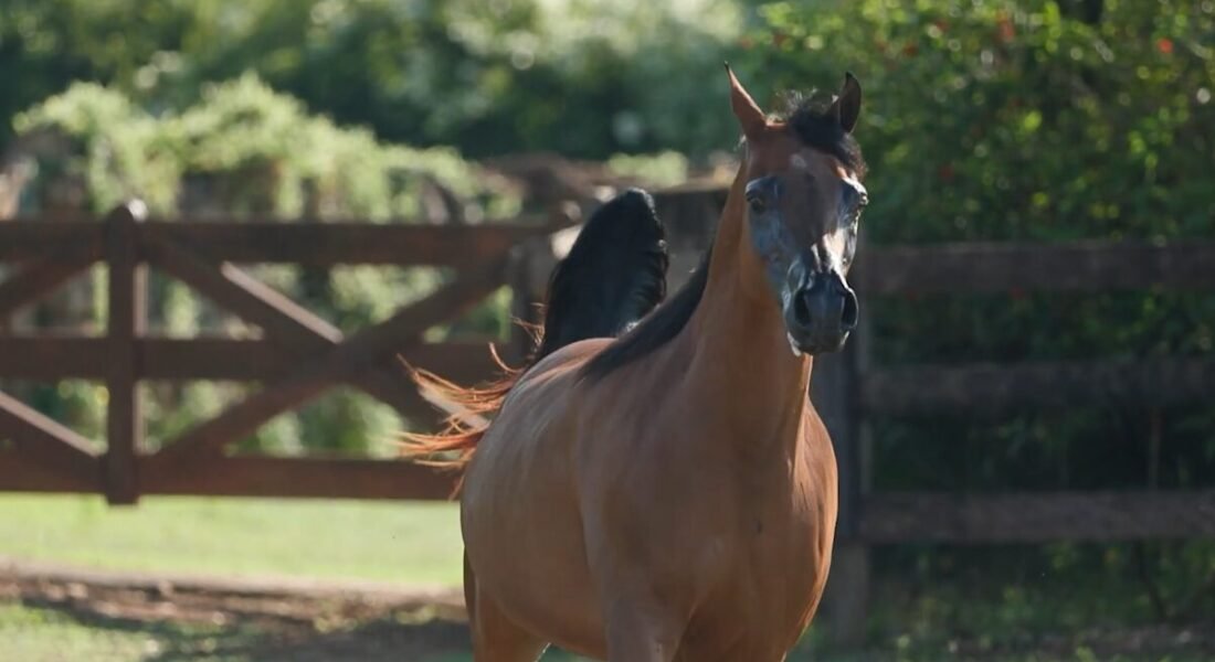 LOTE 06 – Divine D’Vaalente JM