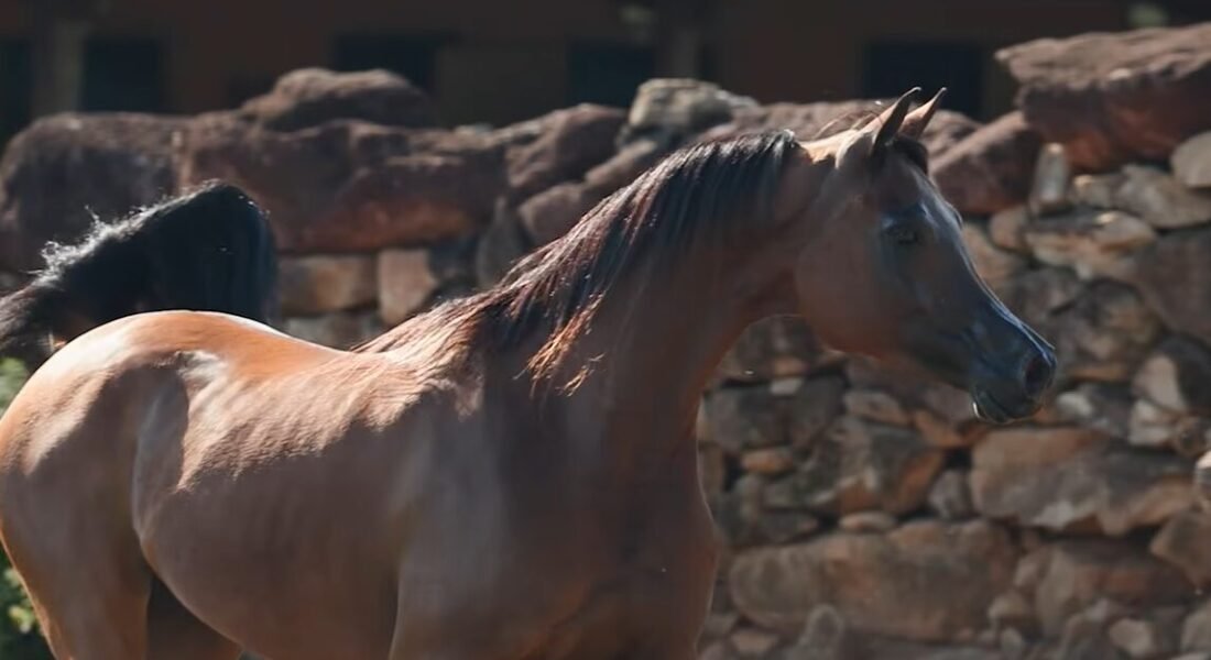 LOTE 07 – La Duquesa HVP