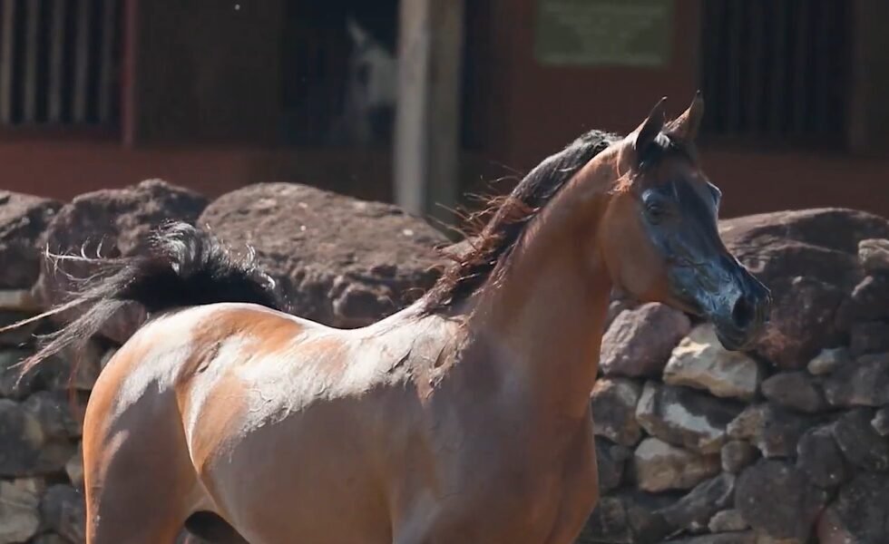 LOTE 08 – Idalina LA