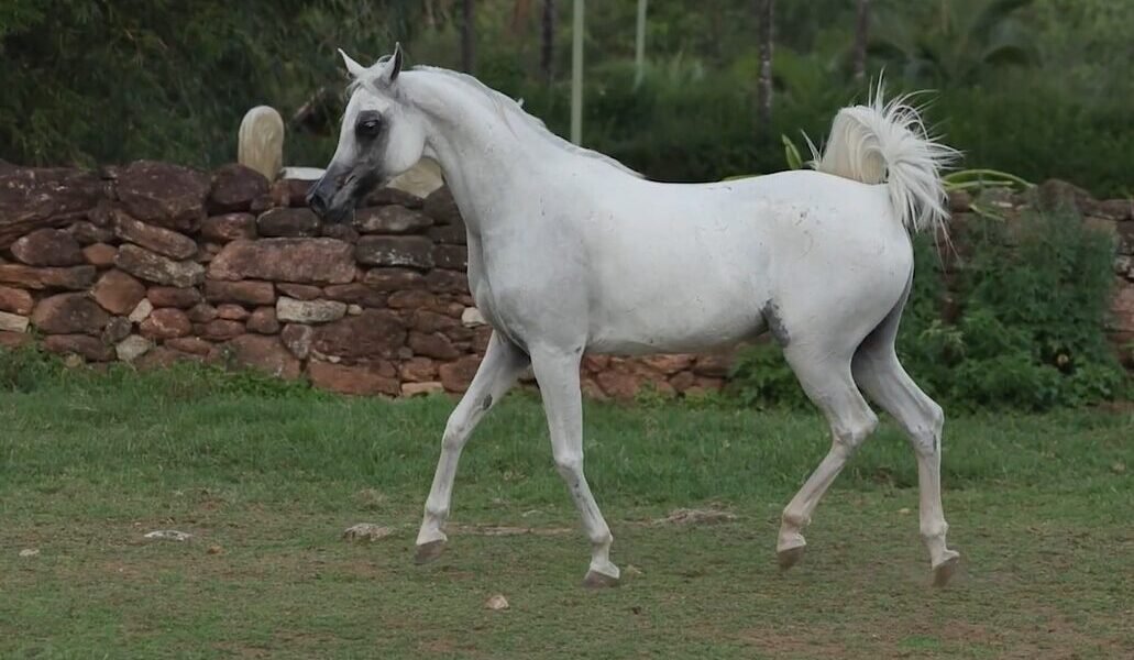 LOTE 09 – Iara LA