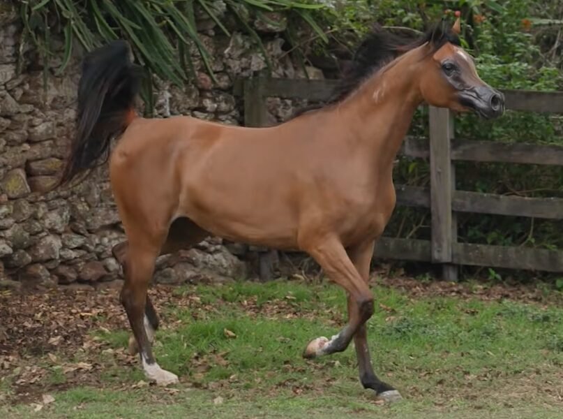 LOTE 11 – Kaspya LA