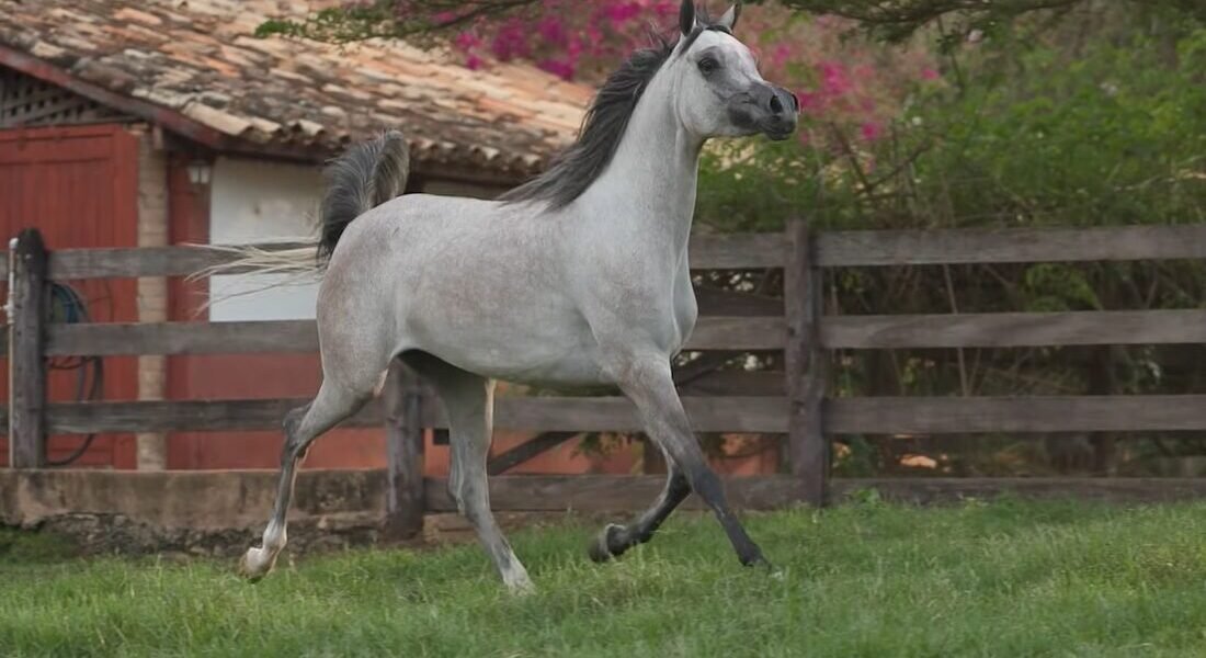 LOTE 12 – Lawinia LA