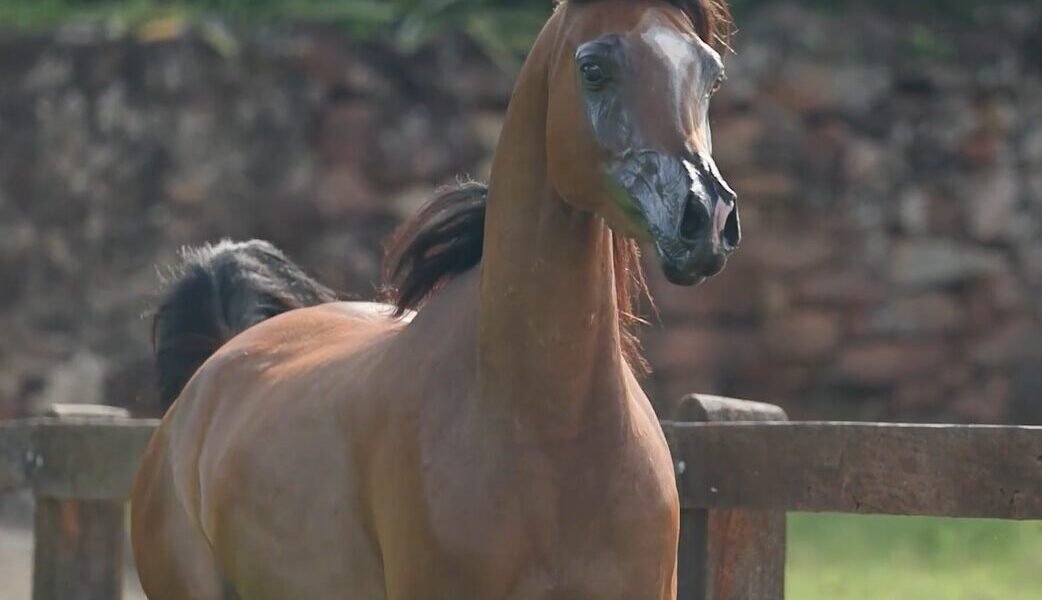 LOTE 14 – Lybia LA