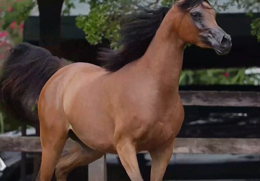 LOTE 16 – Marya Pin LA