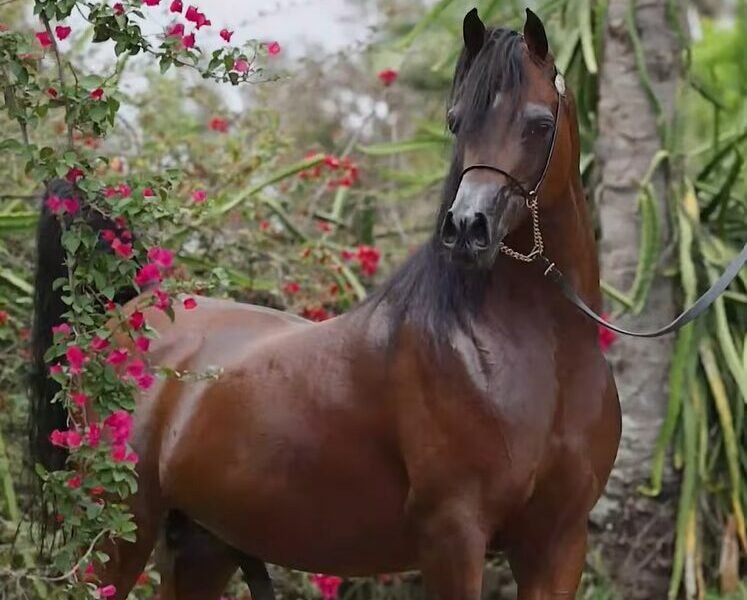 LOTE 17 – EKS Farouk