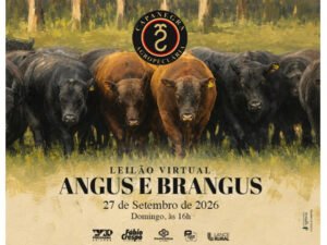 leilao-virtual-angus-e-brangus-capanegra-agropecuaria