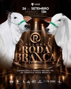 leilao-virtual-nelore-roda-branca-parceiros