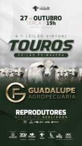 4-leilao-virtual-touros-guadalupe