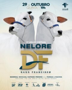 9-leilao-virtual-nelore-df
