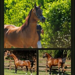 Lote 01 - Shannaya D'Magnum JM