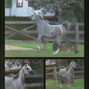 Lote 10 - Lydara LA