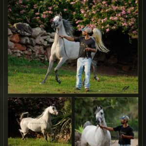 Lote 11 - Luzia LA