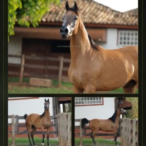 Lote 12 - Latoya LA