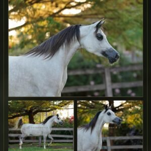 Lote 13 - Latyfa LA