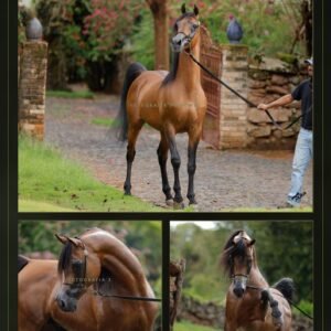Lote 14 - Falak FK