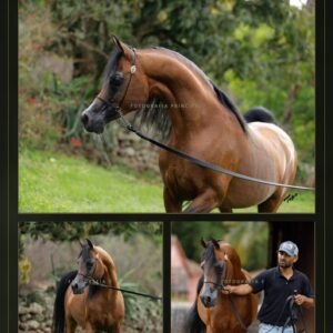 Lote 15 - Hesperado LA