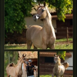 Lote 16 - Omar LA