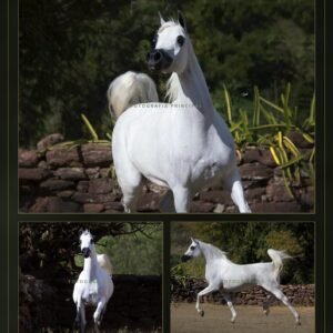 Lote 02 - Turchiya MPE