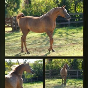 Lote 03 - Halina LA
