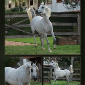 Lote 04 - Kyara LA