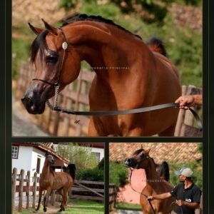 Lote 05 - Katira LA