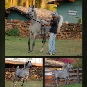 Lote 06 - Kyra LA