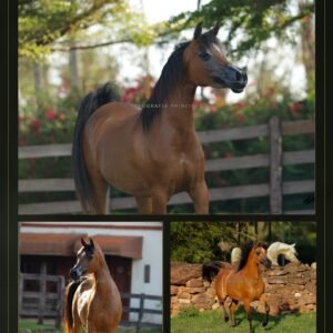 Lote 07 - Kyna LA