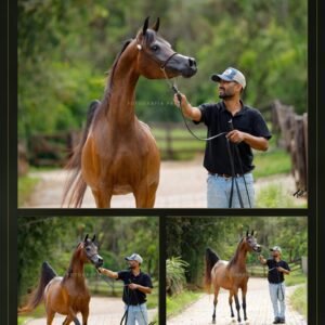Lote 08 - Lysa LA