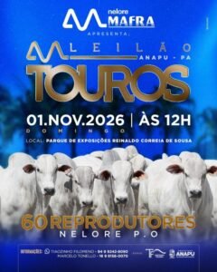 leilao-touros-nelore-mafra-anapu