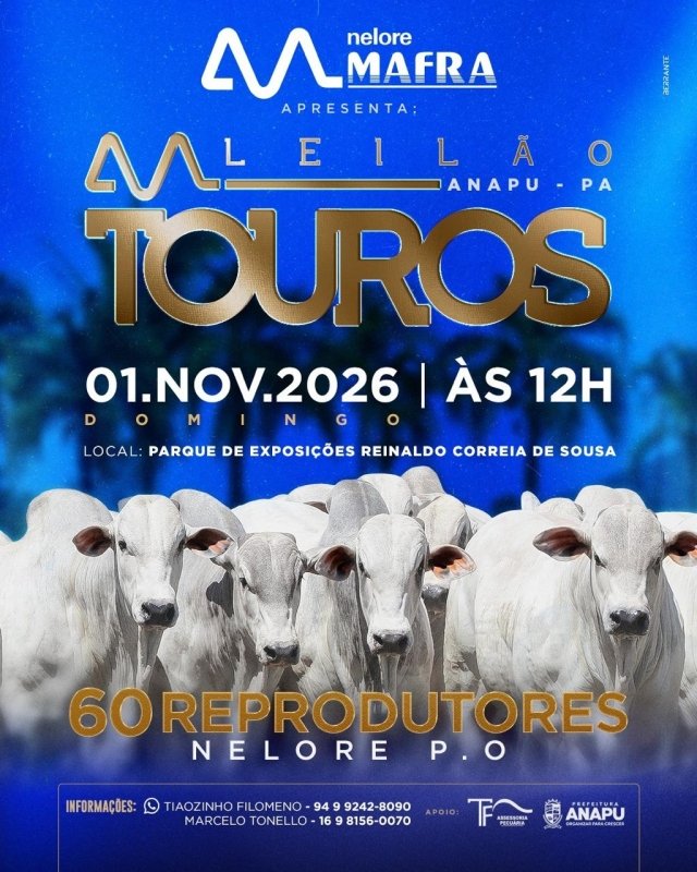 Leilão Touros Nelore Mafra Anapu